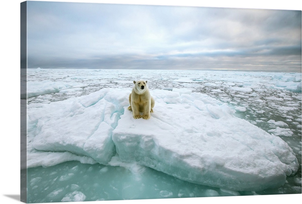Polar bear (Ursus maritimus) sitting on an ice floe. Photographed in the Svalbard Archipelago, Norway.
