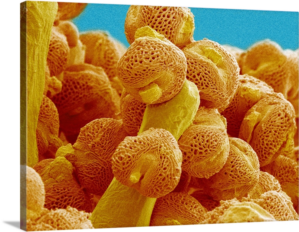 Pollen grains. Coloured scanning electron micrograph (SEM) of pollen grains (orange) on the pistil of a prairie gentian fl...