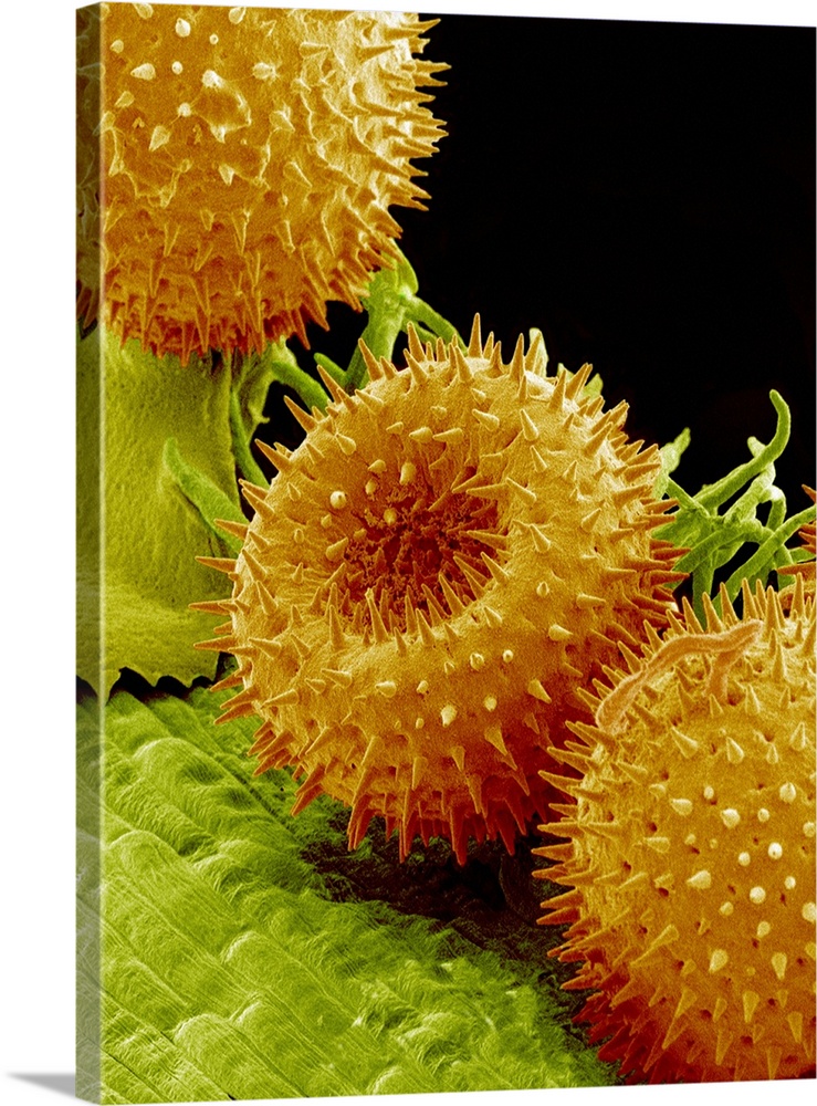 Pollination. Coloured scanning electron micrograph (SEM) of pollen grains (orange) on the stigmas (tips of the green proje...