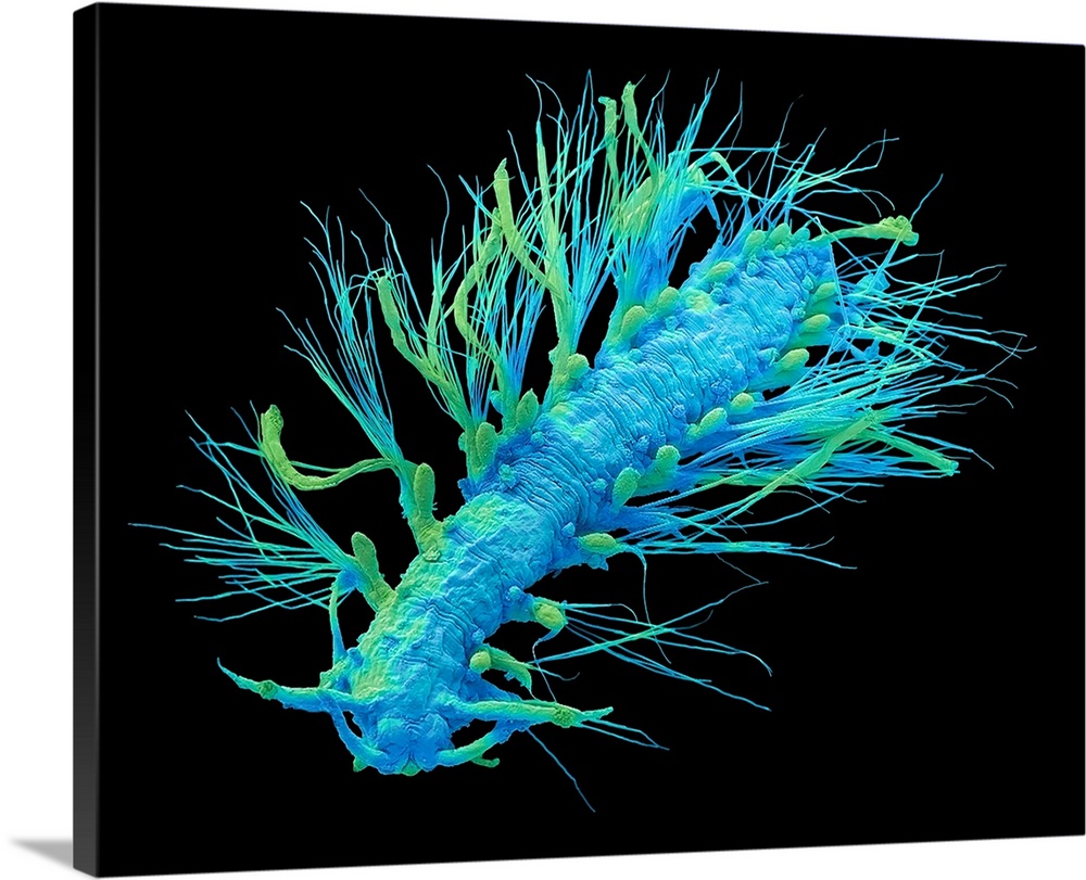 Polychaete spionid larvae, scanning electron micrograph (SEM). Larva of a polychaete spionid or palp worm (Polydora). Note...