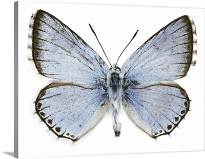 Polyommatus Caelestissima Butterfly