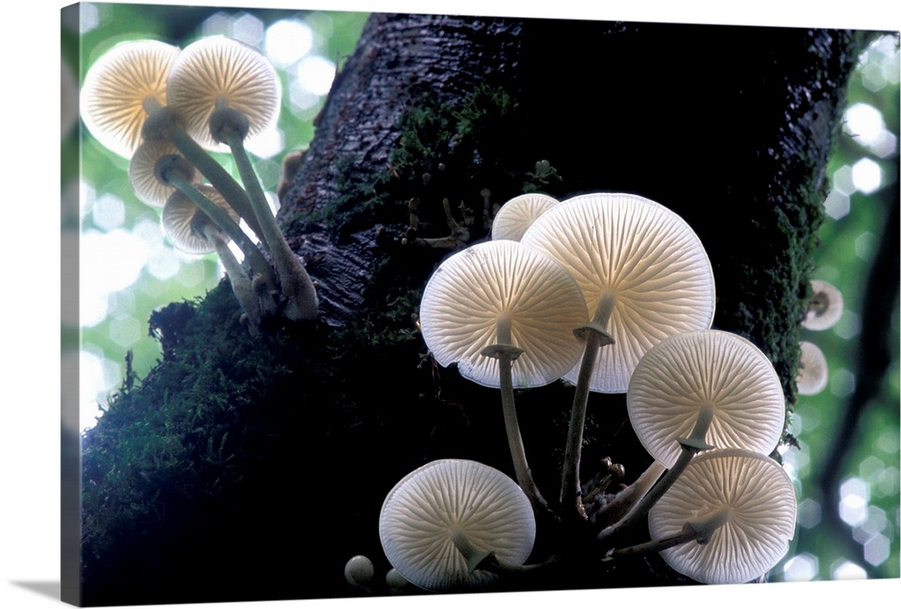 Porcelain mushrooms (Oudemansiella mucida) on a living beech trunk (Fagus sp.). This edible fungus is named after its tran...