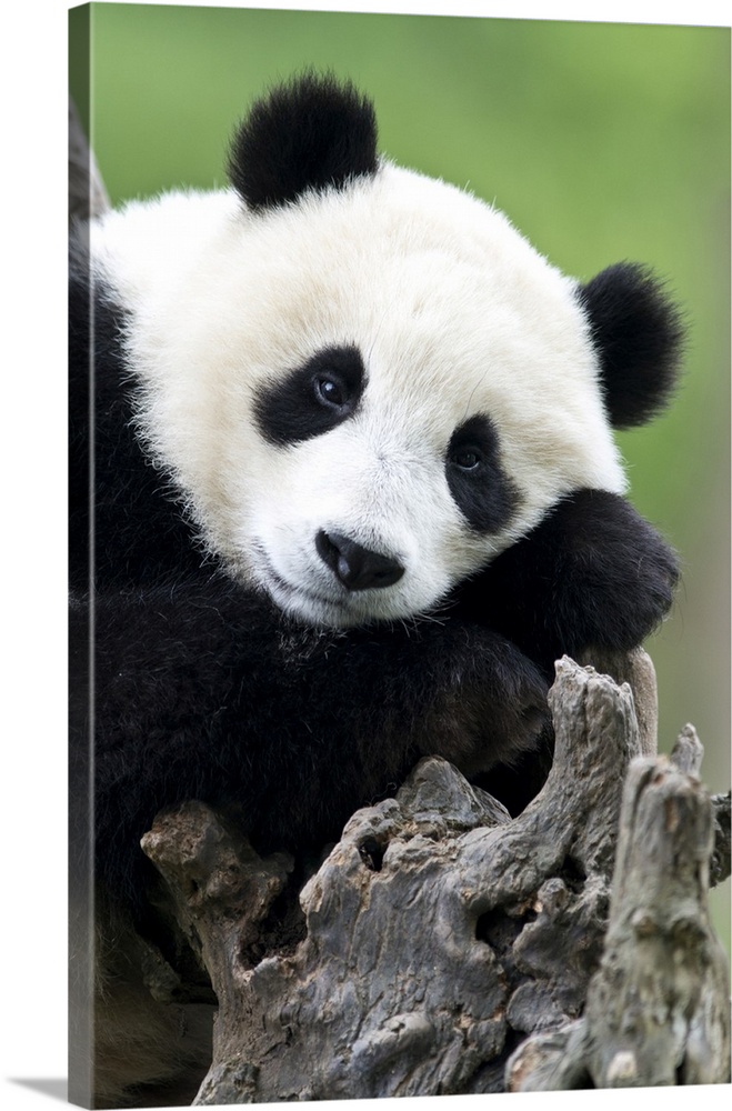 Giant Pandas (Ailuropoda melanoleuca) are endemic to China and are native to central-western and south western China, but ...