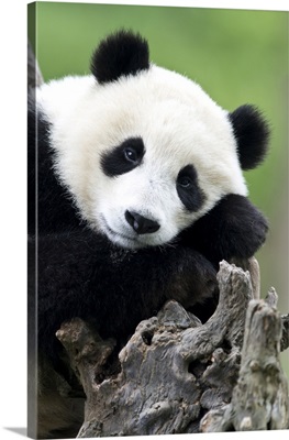 Portrait Of A Juvenile Giant Panda