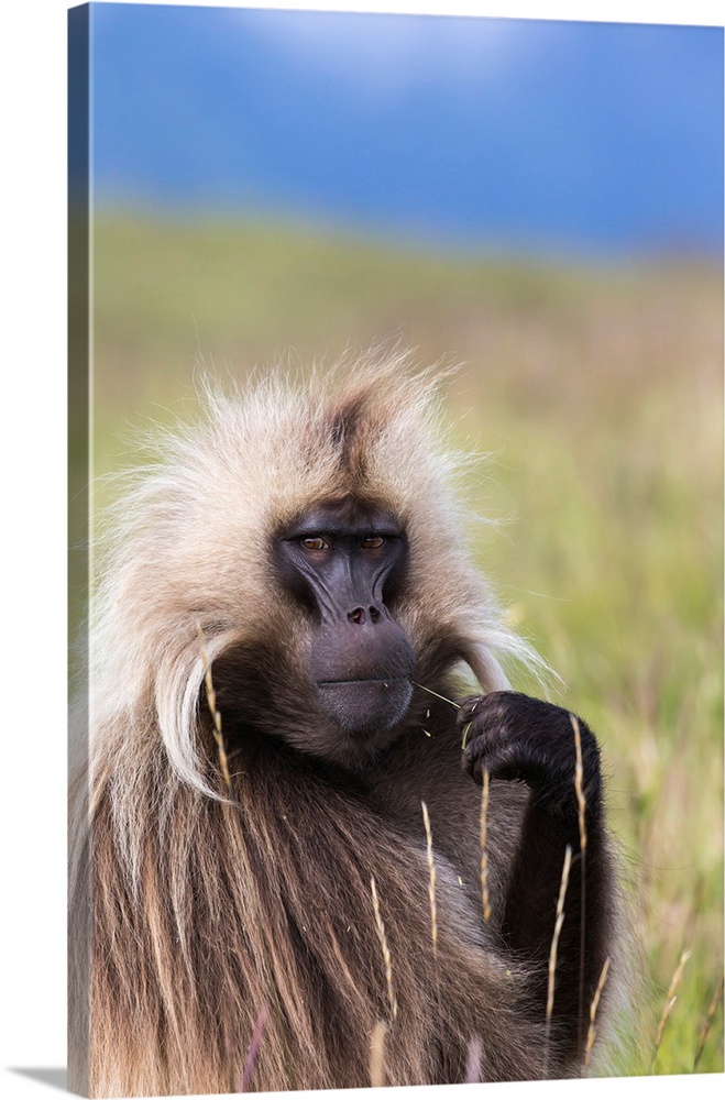 An adult male Gelada baboon (Theropithecus gelada) photographed in the Simien Mountains National Park, situated within the...