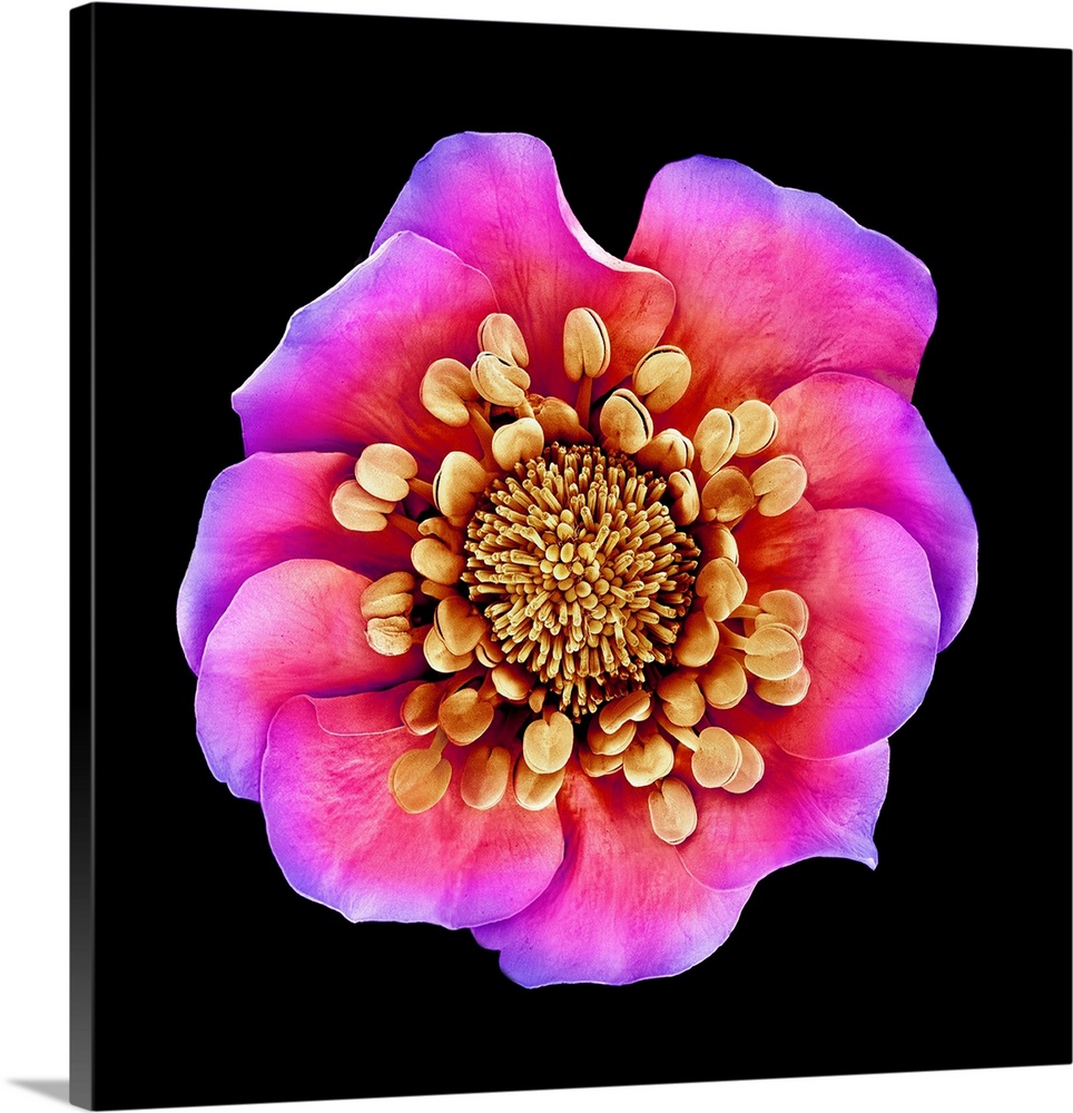 Potentilla kleiniana flower, coloured scanning electron micrograph (SEM).