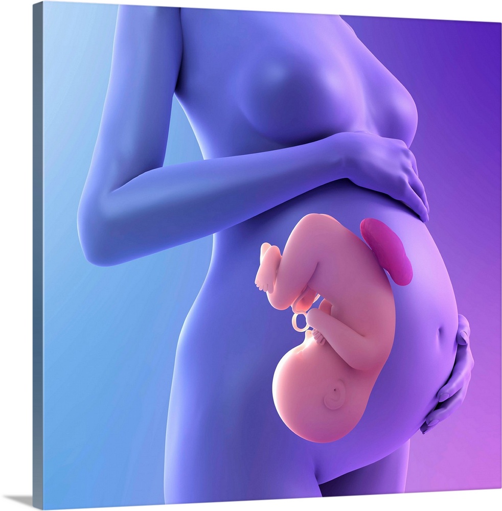 Pregnancy, conceptual computer artwork.