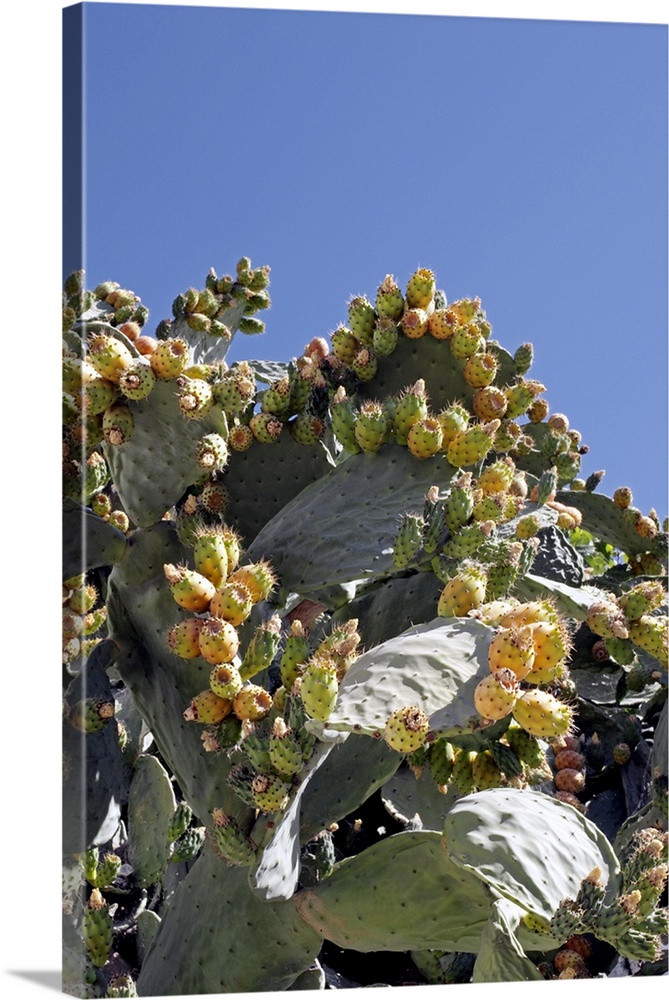 Prickly pear cacti (Opuntia sp.) bearing fruit. Photographed in Illora, Granada, Spain.