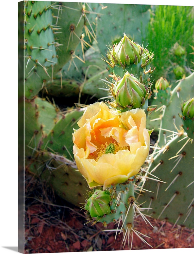 Prickly pear cactus flower (Opuntia sp.). Photographed in Red Rock Canyon, Sedona, Arizona, USA.