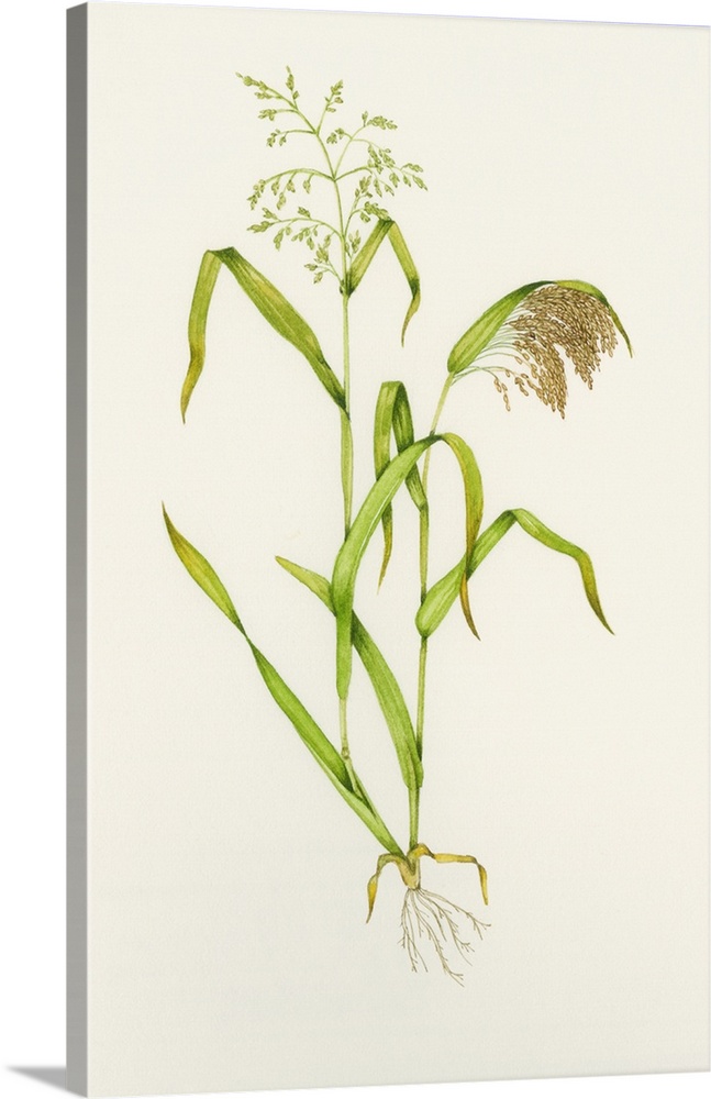 Proso millet (Panicum miliaceum). Watercolour artwork illustrating stages of growth of proso millet. The stem at left is t...