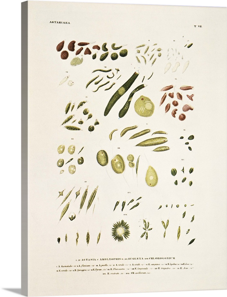 Protozoa. 1839 artwork by the naturalist Christian Gottfried Ehrenberg of Protozoa as seen under his microscope.