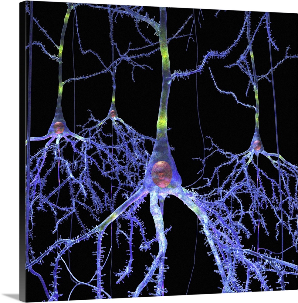 Pyramidal cells in the brain. Artwork of pyramidal neurons from the cortex of the brain. They have an approximately conica...