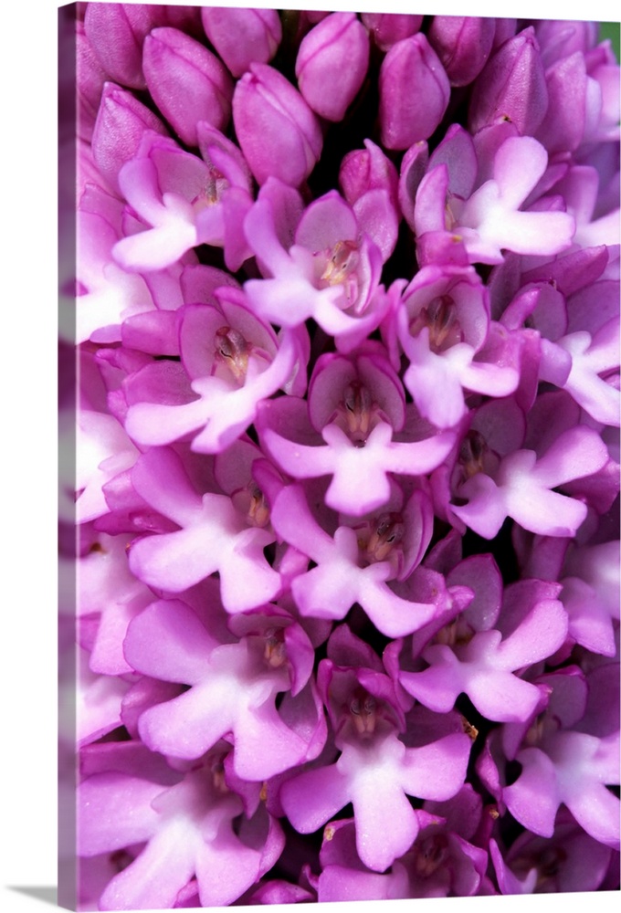 Pyramidal orchid flowers (Anacamptis pyramidalis).