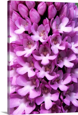 Pyramidal orchid (Anacamptis pyramidalis)