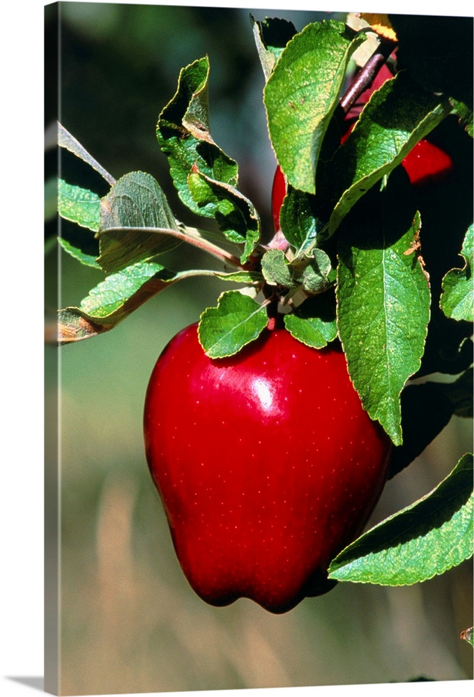 https://static.greatbigcanvas.com/images/singlecanvas_thick_none/science-photo-library/red-delicious-apple-on-a-branch,1130077.jpg