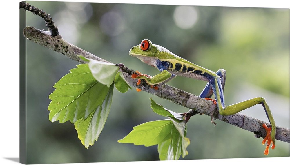 Red-eyed tree frog (Agalychnis callidryas) in a tree. This frog is found in the tropical rainforests of central America, w...