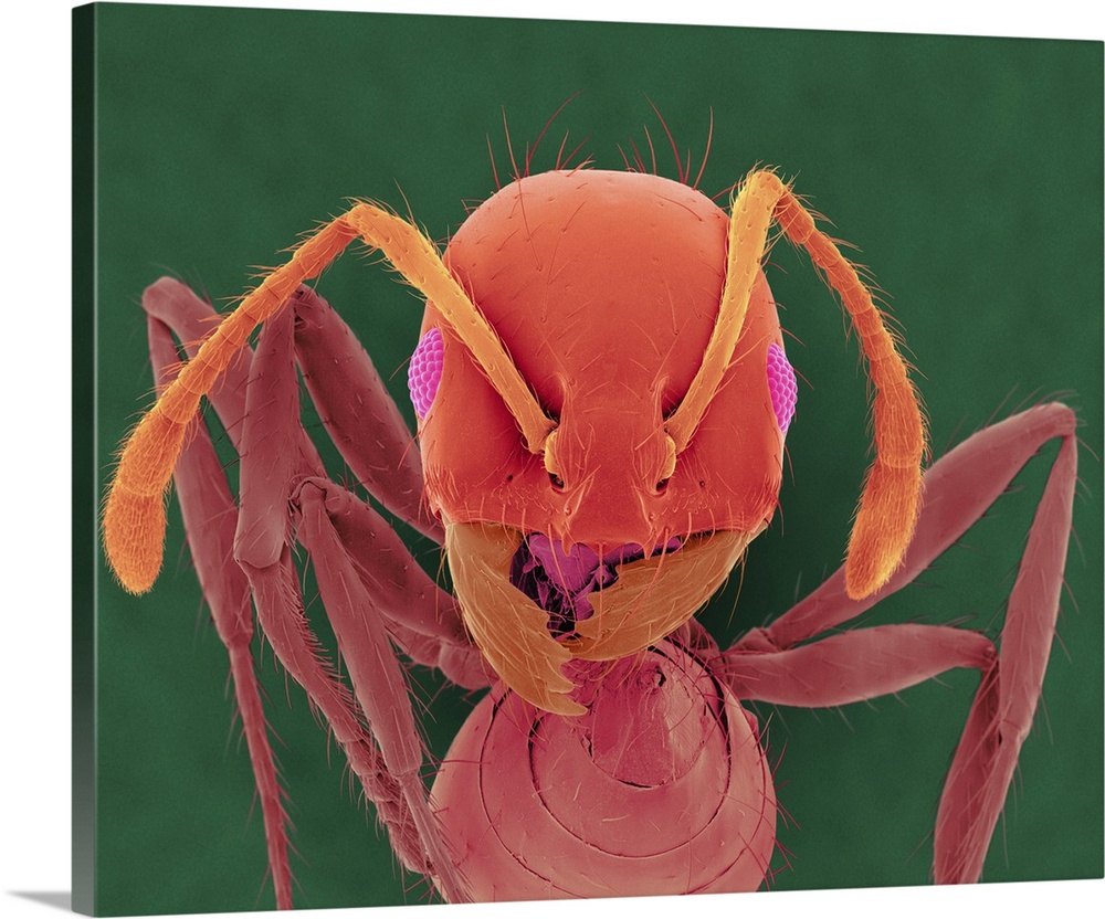 Coloured scanning electron micrograph (SEM) of Red imported fire ant (Solenopsis invicta). The red imported fire ant, S. i...