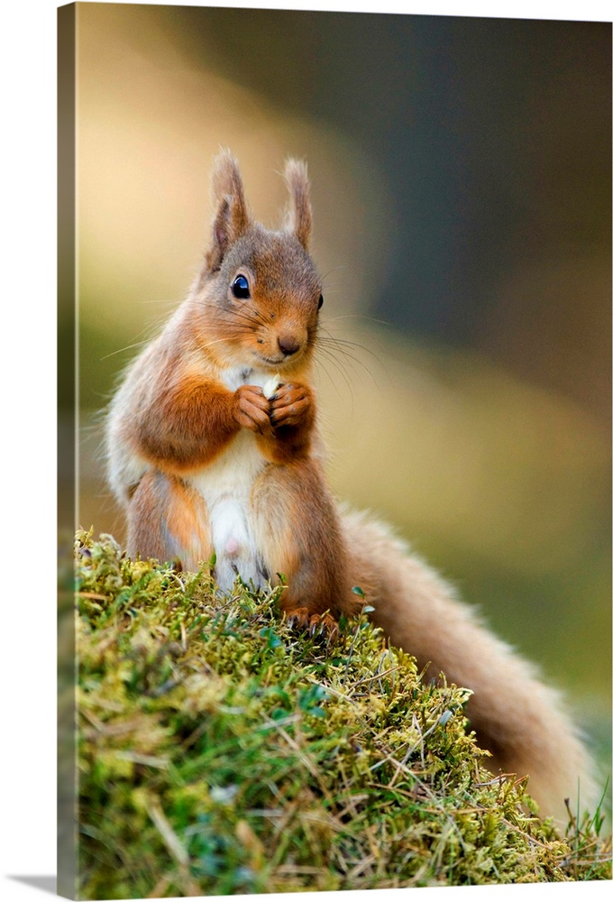 Red squirrel (Sciurus vulgaris) feeding on the forest floor. Photographed in a Caledonian Scots pine forest, Cairngorms Na...