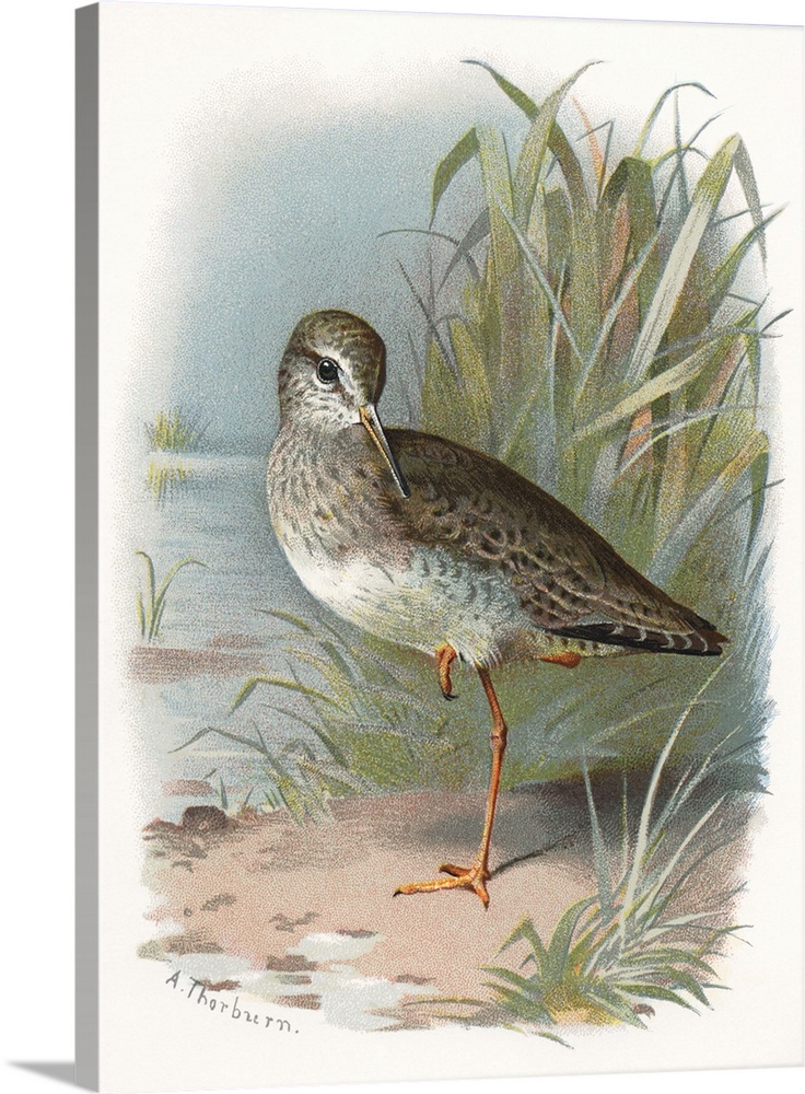 Redshank. Historical artwork of a redshank (Tringa totanus). This shorebird inhabits coasts, estuaries and marshland acros...