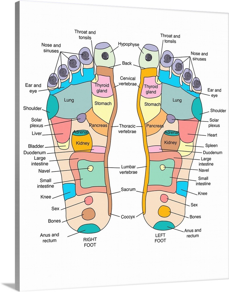 Reflexology foot map, artwork Wall Art, Canvas Prints, Framed Prints ...