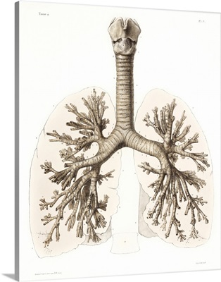 Respiratory Anatomy, 19th Century Artwork
