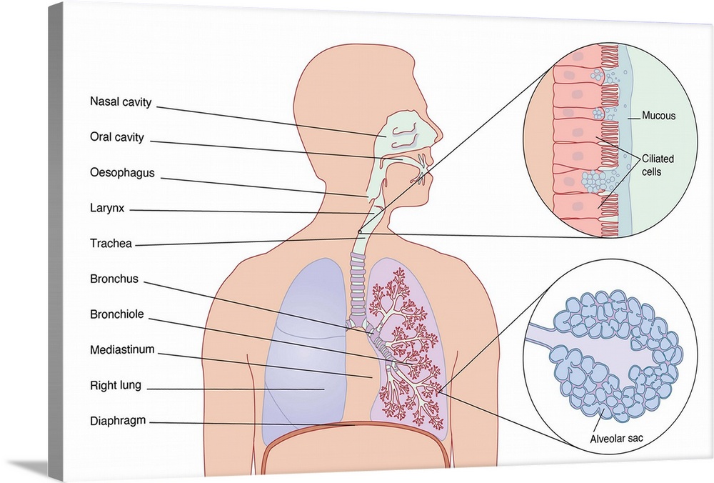 Respiratory tract. Computer artwork showing the various stages and structures of the human respiratory tract. Air is drawn...