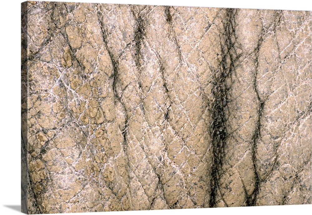 Rhino skin. Close-up of the skin on the side of a white rhinoceros (Ceratotherium simum). This white, or square-lipped, rh...