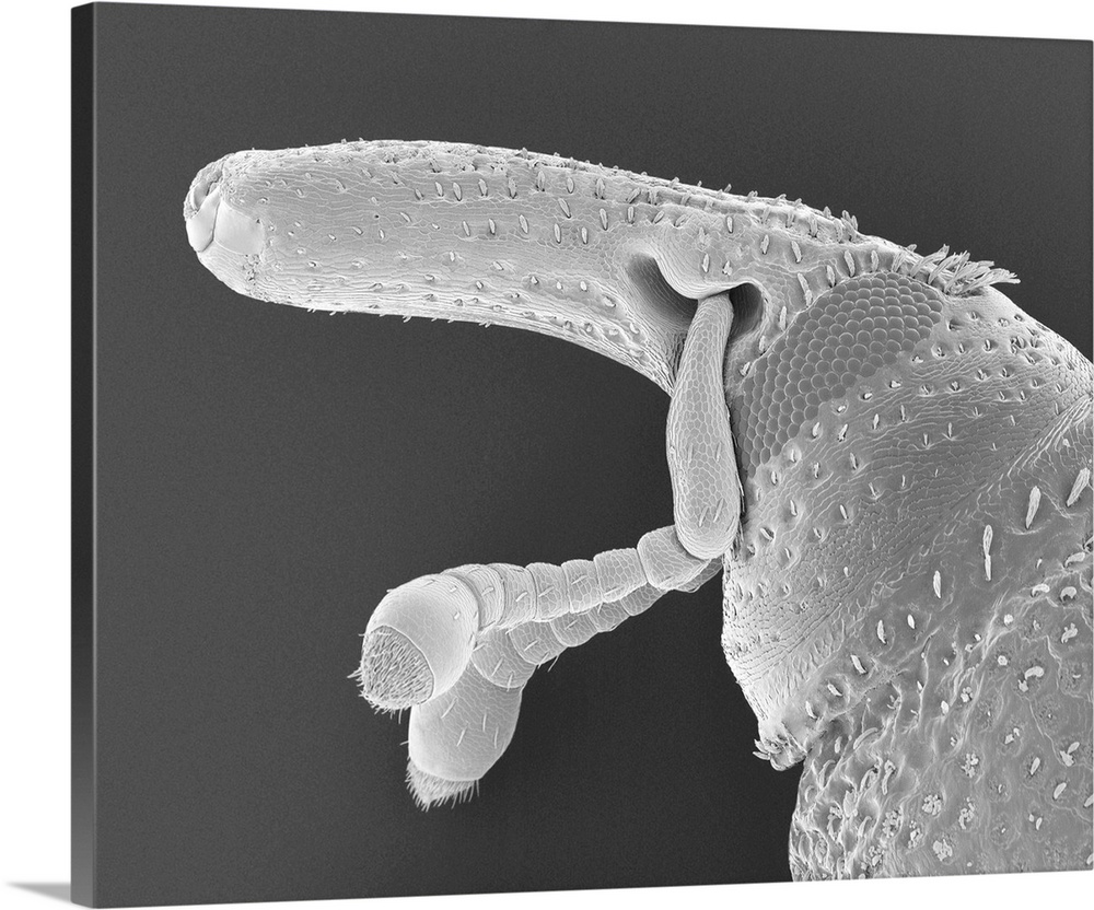 Scanning electron micrograph (SEM) of Rice weevil head (Sitophilus oryzae). Sitophilus oryzae is a serious stored food pes...