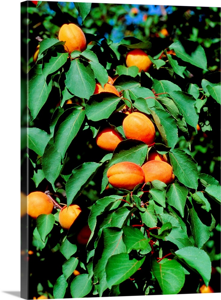 Apricots. A branch of the apricot tree, Prunus armeniaca, laden with ripe apricots. Apricots are very nutritious, containi...