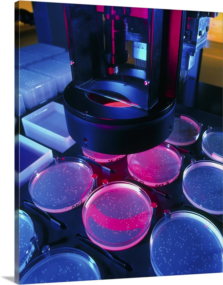 Human genome research. Robot picker (upper centre) as it selects bacterial colonies in petri dishes which contain human DN...