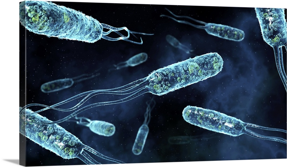 Rod-shaped bacteria, computer artwork. Typical rod-shaped bacteria (bacilli) are Escherichia coli and Salmonella bacteria,...