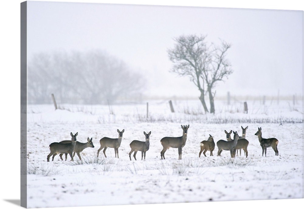 Roe deer in winter. Roe deer (Capreolus capreolus) are widespread in Western Europe. They live mainly on high ground, wher...