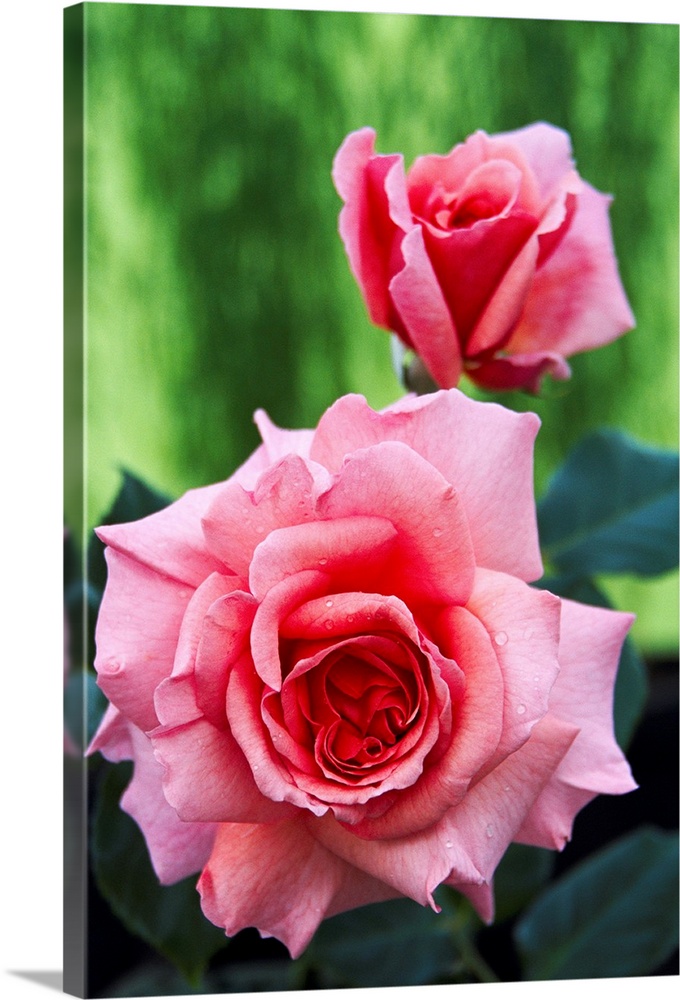 Aromatherapy Hybrid Tea Rose