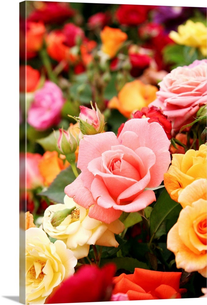 Roses Wall Art, Canvas Prints, Framed Prints, Wall Peels Great Big Canvas