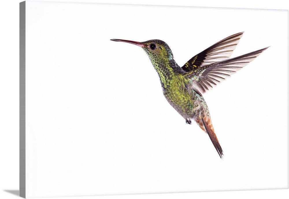 Rufous-tailed hummingbird (Amazilia tzacatl) in flight. This bird reaches lengths of 10 to 12 centimetres. It is found in ...