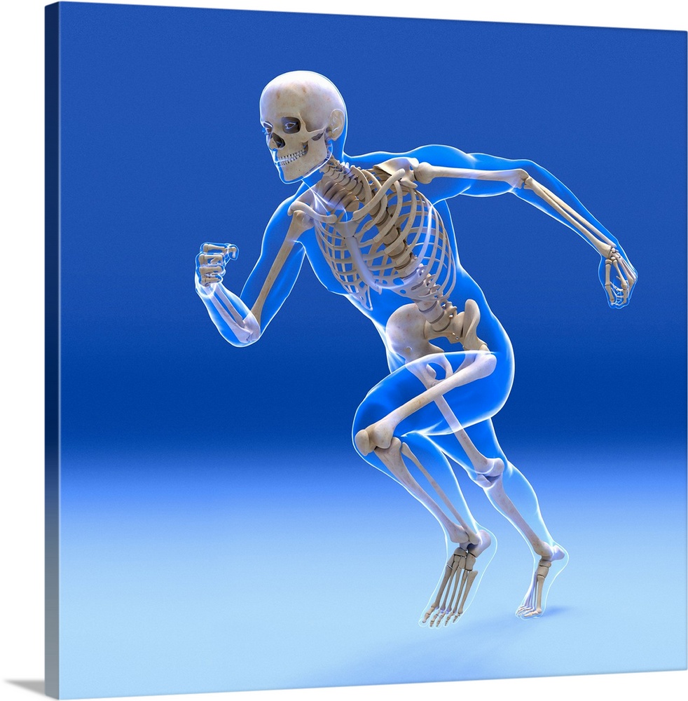 Running skeleton inside an outline of the body, computer artwork.