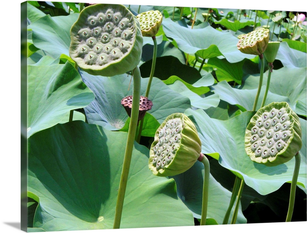 Sacred lotus seed heads (Nelumbo nucifera). The seeds of this plant are edible and commonly used in East Asian cuisine. Th...