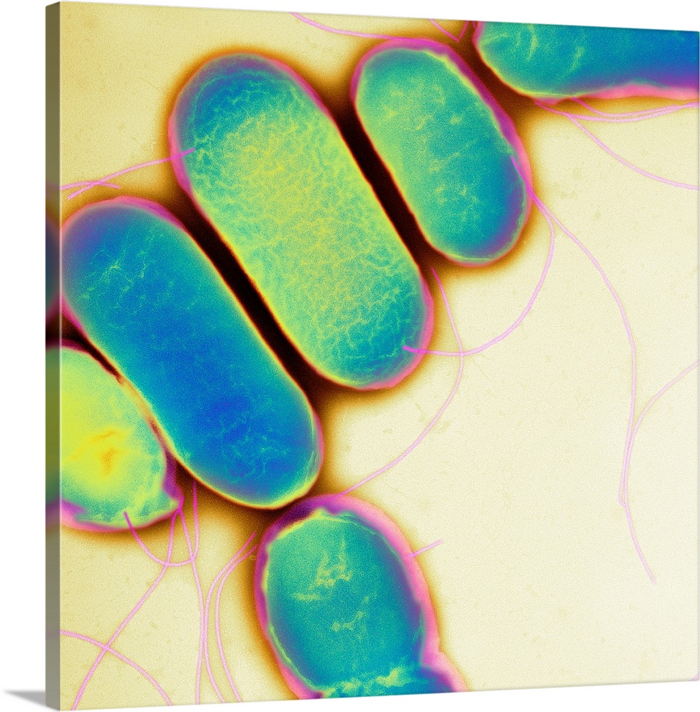 Salmonella. Coloured transmission electron micrograph (TEM) of Salmonella paratyphi B bacteria (also called Salmonella sch...