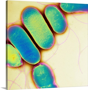 Salmonella, TEM image thumbnail