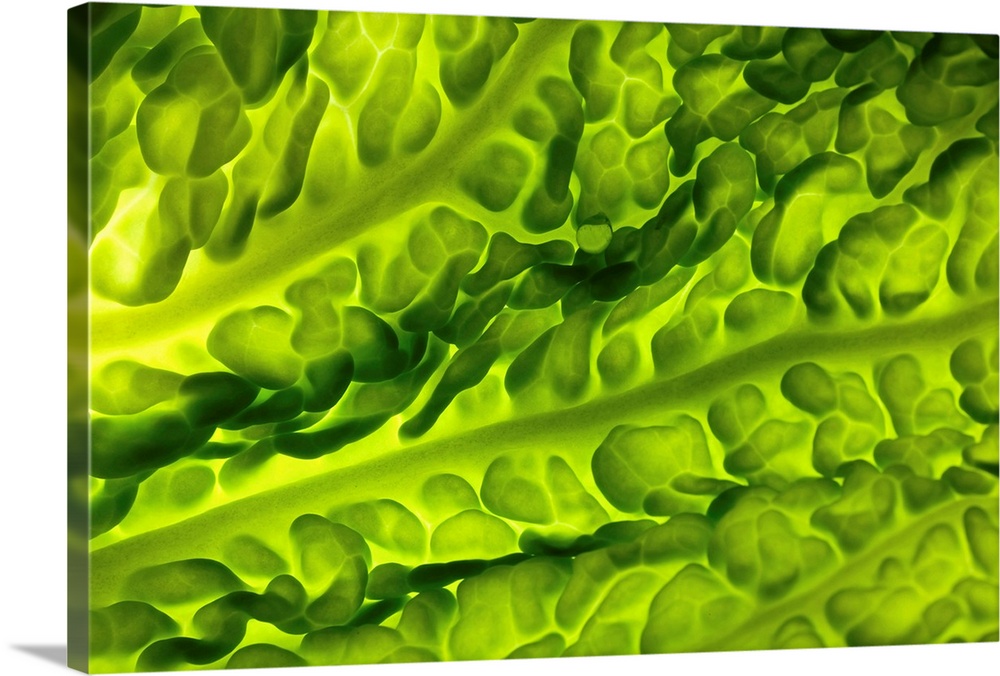 Savoy cabbage leaf, close-up.