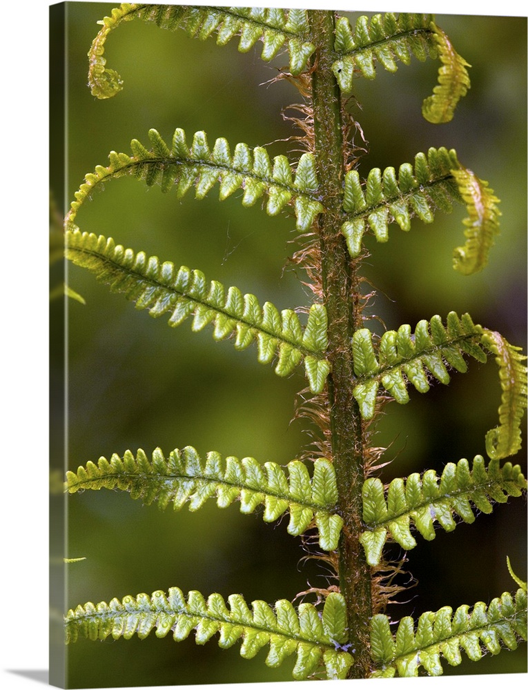 Scaly male fern (Dryopteris affinis) unfolding frond.