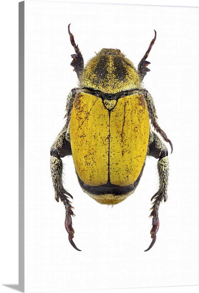 Scarab beetle (Hoplia bilineata).