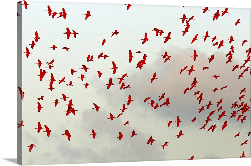 Scarlet ibis (Eudocimus ruber) flock in flight. These large waterbirds range from Central America and Northern South Ameri...
