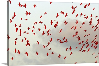 Scarlet Ibis Flock