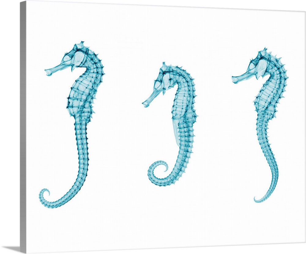 Seahorses (Hippocampus sp.), coloured X-ray.