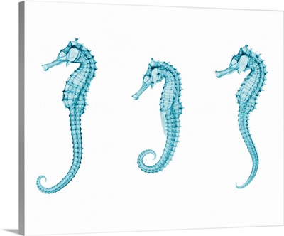 Seahorses, X-Ray