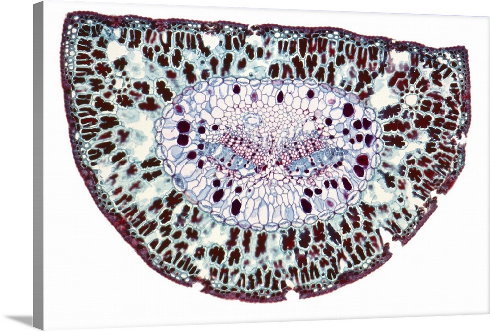 Section through a pine needle. Light micrograph (LM) of a section through the needle (leaf) of a pine tree, Pinus sp. . Th...