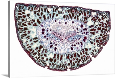 Section through a pine needle, LM