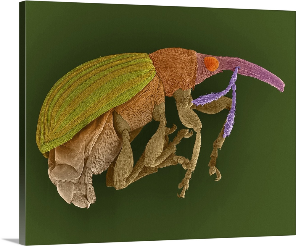 Coloured scanning electron micrograph (SEM) of Seed feeding weevil (Exapion fuscirostre). This weevil feeds on many types ...