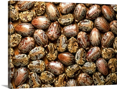 Seeds of the castor oil plant